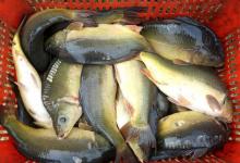 你值得收藏的4种跑铅钓法，用好了渔获比别人多两倍