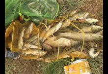 夏天野钓爆护的三要素，缺一不可