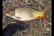 野外钓鱼也可以用散炮，这几个技巧渔获翻几倍