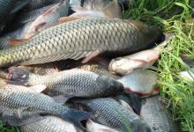 野钓有口无鱼的原因和应对技巧，提升中鱼率鱼获翻几倍