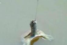 学会如何钓甲鱼的四个技巧