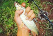 分享传图的盘车钓法技巧，历史最悠久的钓法之一