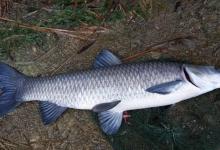 夜钓这些老套路，助你连竿上大鱼