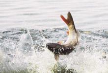 野钓如何防止有口无鱼？4个点总结到位