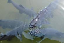 鱼窝为啥一下子钓完了？3招破解鱼窝快聚快消难题