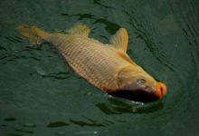 手竿野钓鲤鱼，线组的搭配技巧