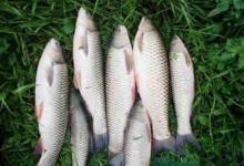 夏季抛竿浮钓草鱼技巧