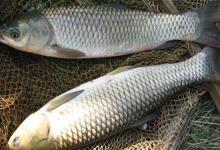 夏季浮钓草鱼攻略