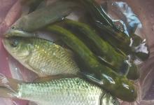 野钓的三个误区，喜欢的钓友都要看看