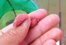 台钓常用的三种上饵手法