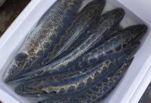 手竿钓黑鱼技巧：四种好用的活饵，两种上鱼率的方法