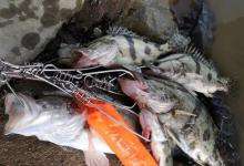 没钓过鳜鱼？试试民间的这种钓法，简单好用