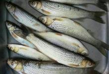 野钓红眼鱼（赤眼鳟）的钓法与技巧，高手总结