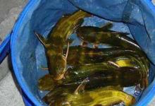 夏季手竿钓黄颡鱼技巧