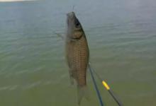 同样的饵料和鱼情，别人爆护你没口？为什么