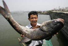 分享手竿搏鲢鳙有关饵料的三个问题