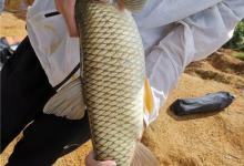 钓鱼时突然停口？这三个原因在作祟，改进也不难