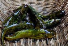 手竿钓黄颡鱼的四个技巧