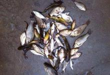 解析手竿传统钓，自然水域野钓狠招数