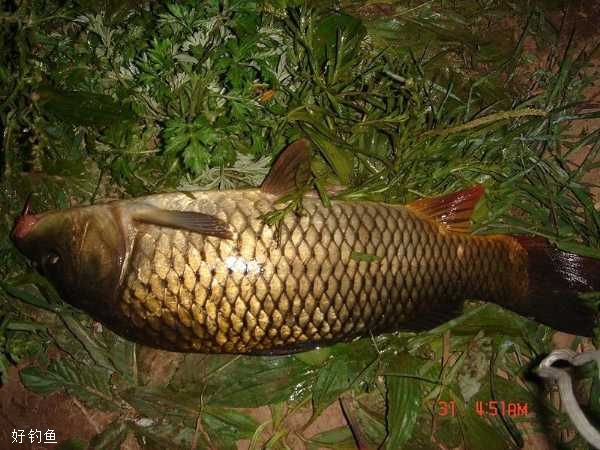 夜钓鲤鱼技巧,不愁会空军