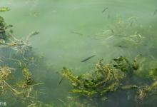 野钓怎么分辨水里有没有鱼