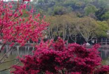 提逗钓鲫的原理作用与方法