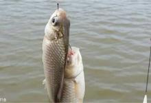 冬季台钓鲫鱼，可以用长子线来抓实口