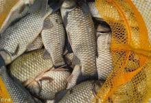 长杆短线蘸饵钓的技巧解析