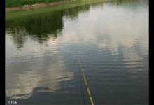 野钓鲤鱼技术分享，上鱼速度还是很不错的