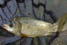 传统钓怎么钓鲫鱼？