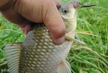 秋季用七星漂朝天钩钓鱼的4个技巧