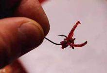 传统钓长竿短线七星漂用红虫做饵，应该怎么调漂