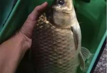 八年钓龄老钓友分享的野钓经验与技法