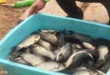 四个迹象证明大鱼进窝，想要上大物这些条件缺一不可