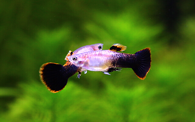 白金孔雀鱼_鱼类百科_爱钓鱼