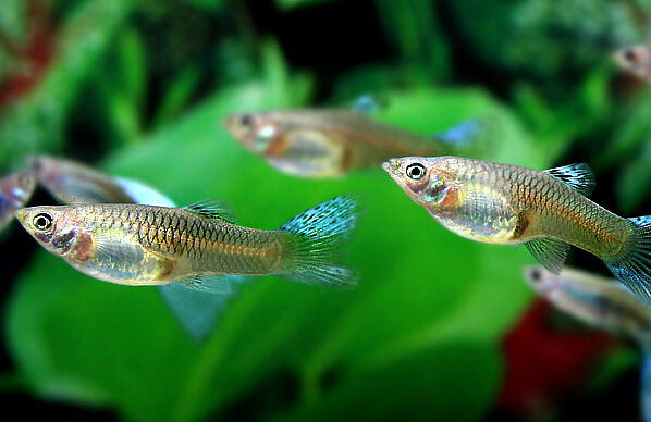 草尾孔雀鱼_鱼类百科_爱钓鱼