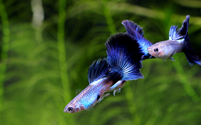 白金孔雀鱼_鱼类百科_爱钓鱼