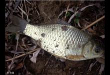 钓定层和钓飞铅的关系，及如何选漂和用饵