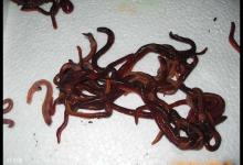 冬季用长竿休闲台钓需要精细的四个方面