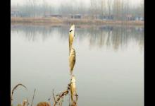 传统钓串钩钓鱼技巧，老钓鱼人分享