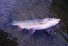 鱼没有口怎么办？文中有法宝