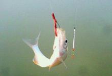 传统单钩双坠立漂钓鲫，抛投稳不缠线