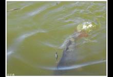 打浮，竞技赛中备受推崇的垂钓办法