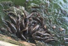 夏季的五个台钓技巧分享