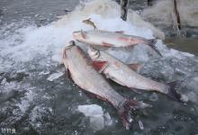 夜钓小型翘嘴的钓点、饵料、照明装备