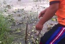 懒人钓鱼法，黑鱼黄鳝一个都没少