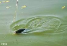 新手钓鱼人钓滑口鱼必学的技巧