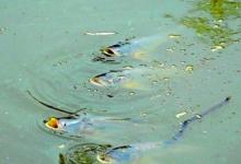 夏天鱼浮头的6个原因及垂钓技巧