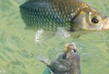 台钓时，出现轻口的应对方法