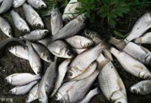 传统钓特点、钓法经验及渔具技巧